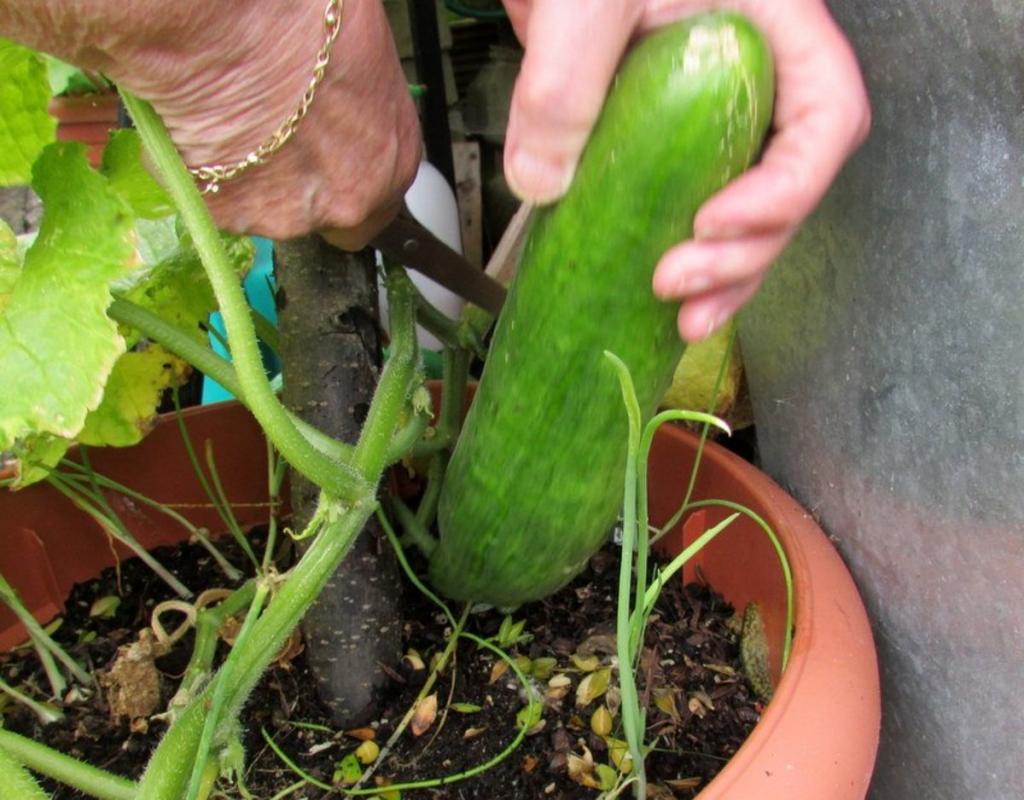 How to Grow Cucumbers in Containers and Pots in the Garden - Dengarden