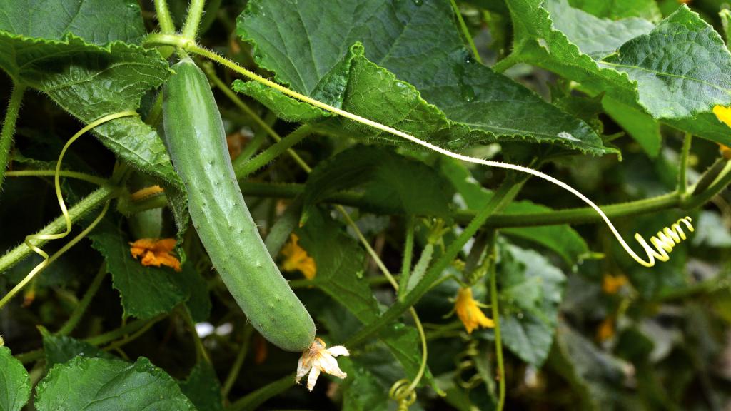 Cucumber companion planting – the best plants to grow with cucumbers |  Country