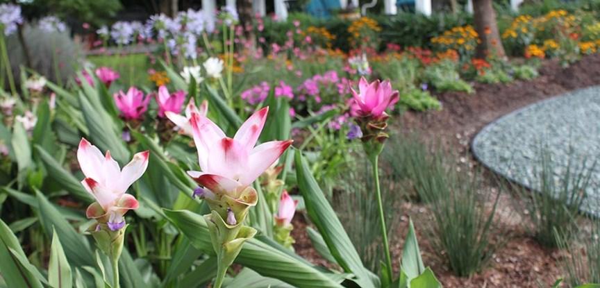 5 Things You Need to Know About Curcuma | Costa Farms