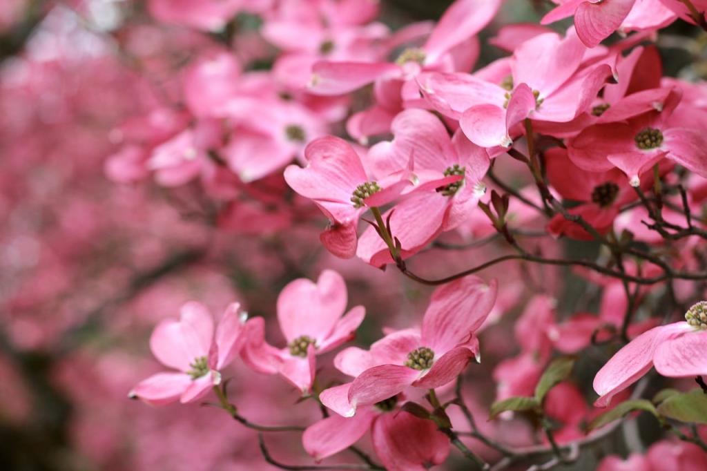 How To Grow Dogwood Trees From Seed Complete Guide - Krostrade