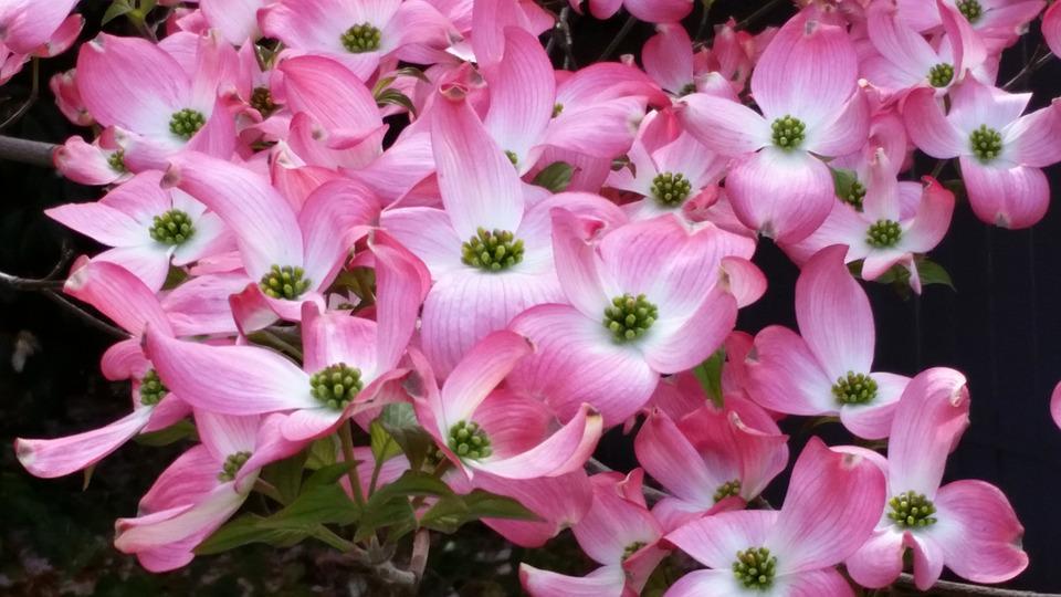 Pink Flowers Dogwood Tree Spring - Free photo on Pixabay