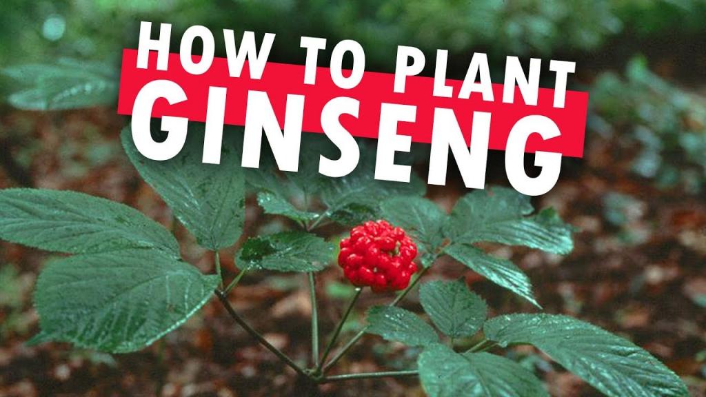 How to Plant Ginseng at Home - YouTube
