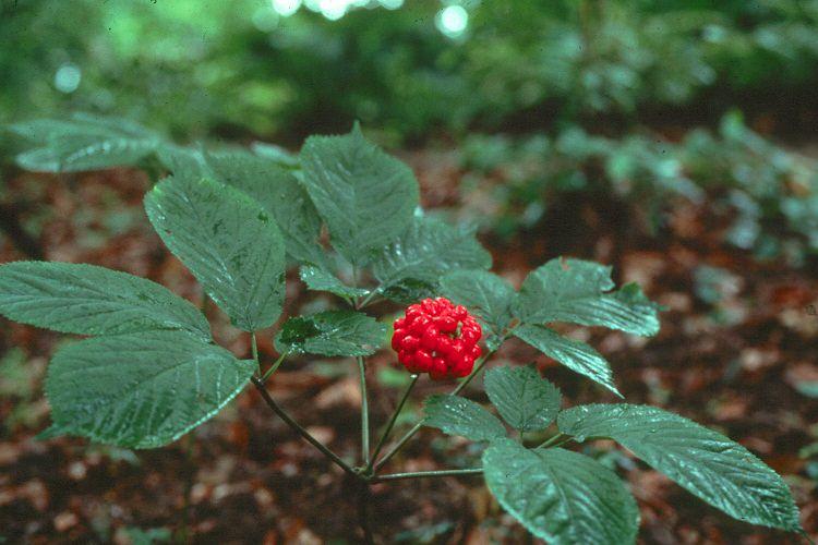 How to Grow Ginseng | Care and Growing Ginseng