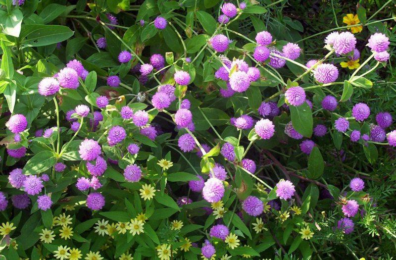 How to Grow Gomphrena in 4 Steps - Krostrade