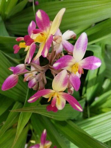 Berry Banana' Ground Orchid (Spathoglottis spp.) | Orchidée, Fleurs