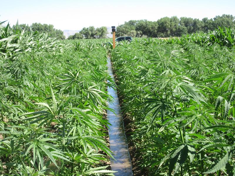 What Farmers Need to Know About Growing Hemp | Successful Farming