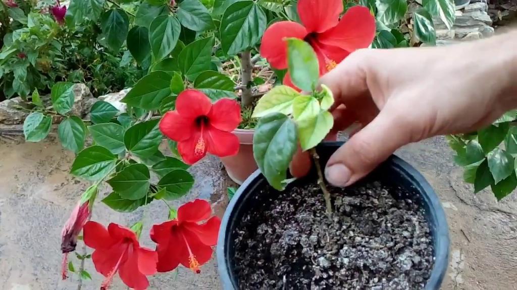 How to grow Hibiscus from cutting - YouTube