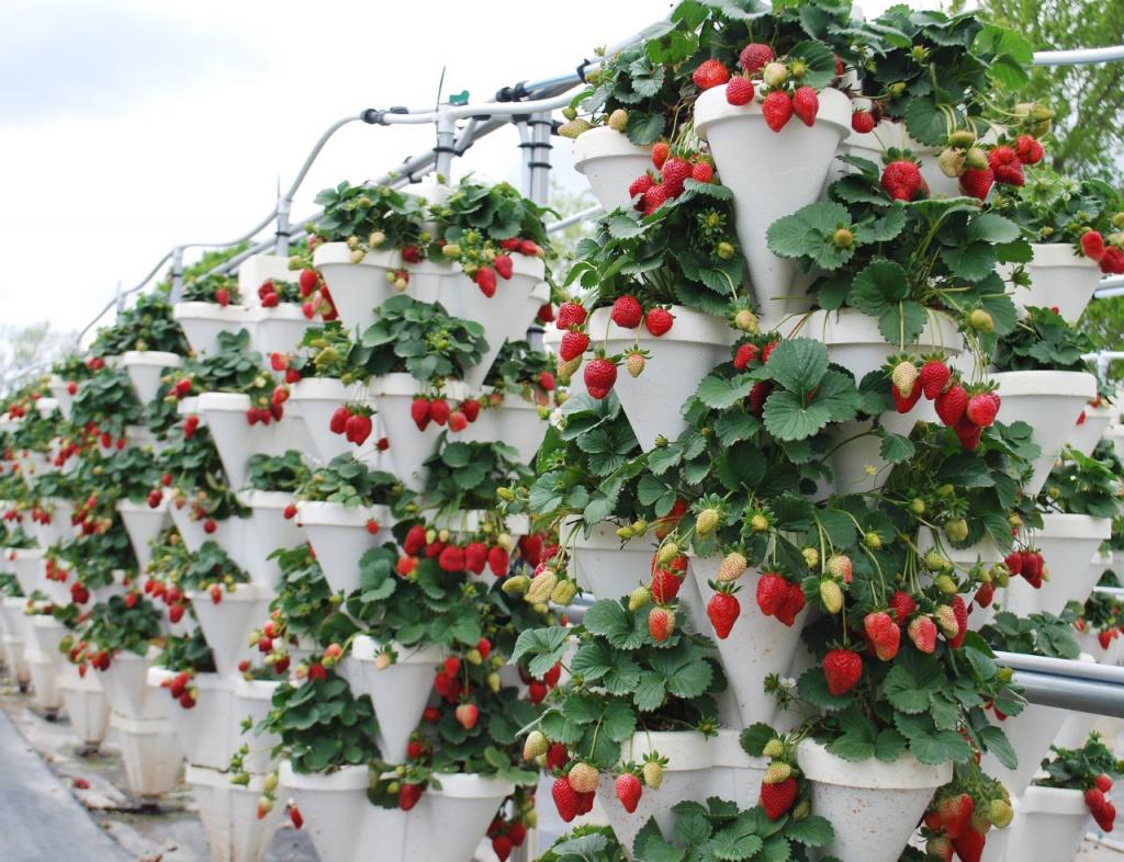 Hydroponic Strawberries Grow Berries Without Soil - Gardening Phoenix