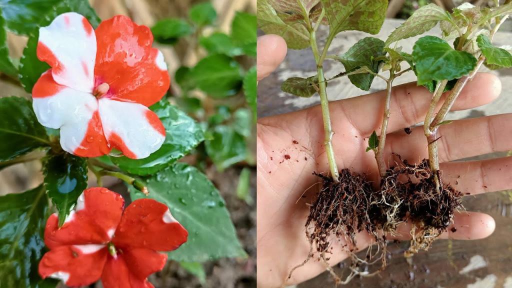 How to grow impatiens from cuttings | How to grow impatiens | Impatiens plant care - YouTube