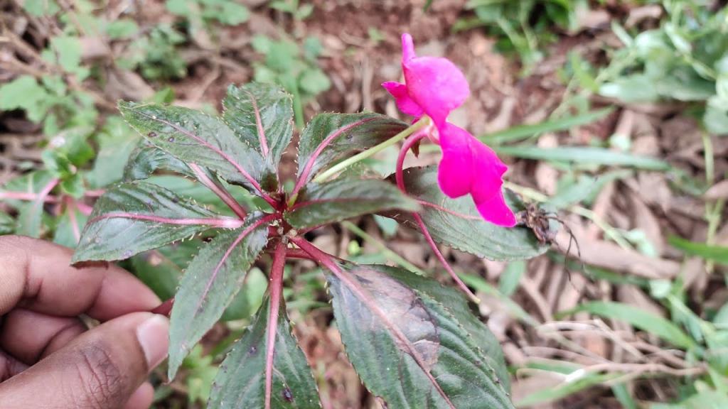 How to grow impatiens from cuttings - YouTube