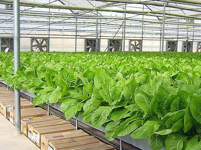 Leafy Vegetables - Top Greenhouses