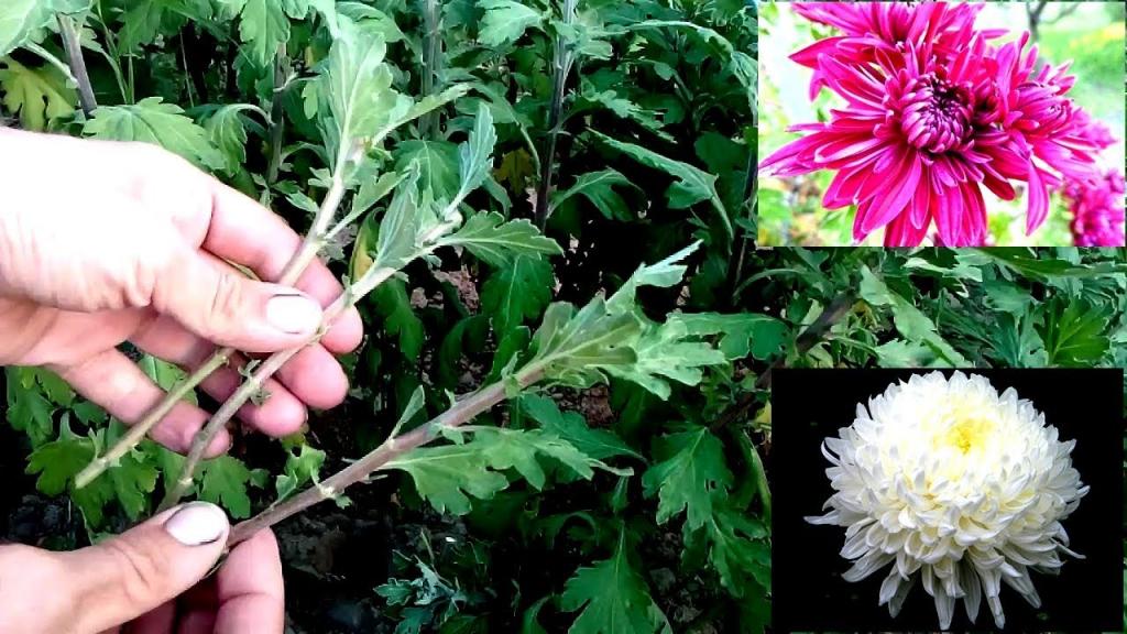 How to grow chrysanthemums from cutting / easy way 100% root - YouTube