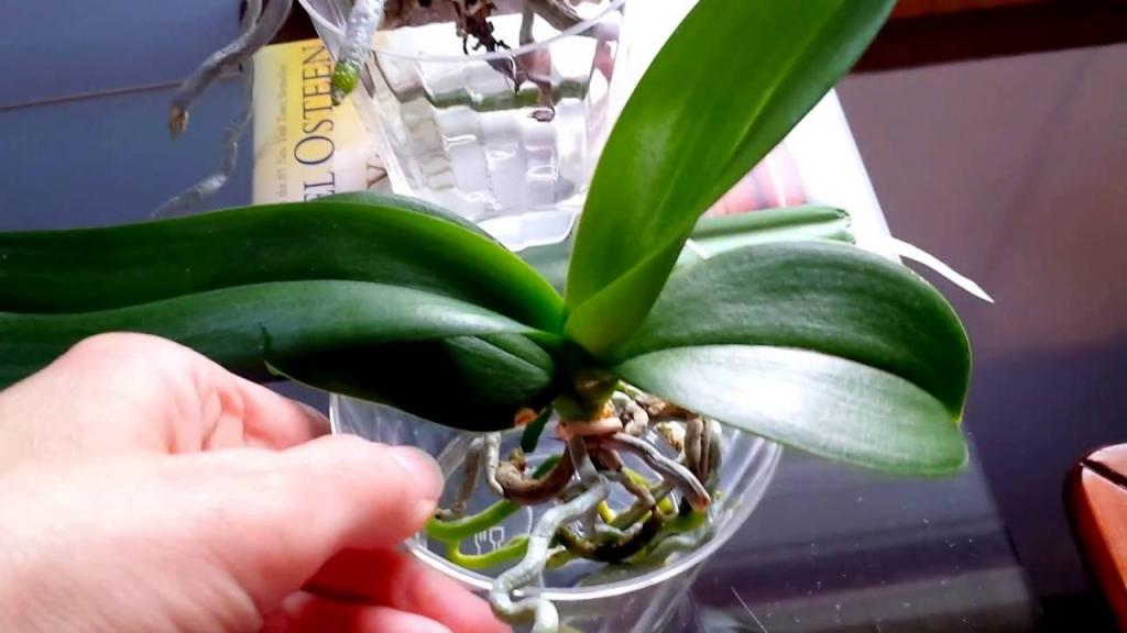 Beginner's tips on full water culture method for orchids. - YouTube