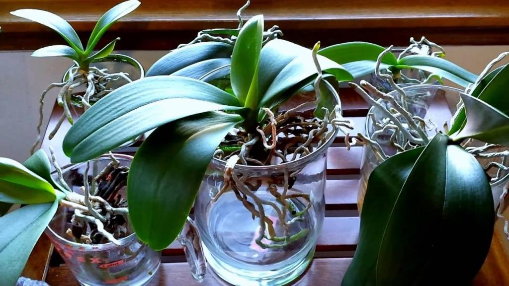 Converting your orchids to water culture. What to expect the first month. - YouTube
