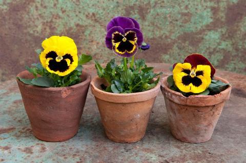 Growing Pansies: How to Plant, Grow, and Care for Pansy Flowers: The Old Farmer's Almanac