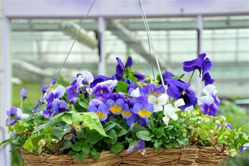 Can You Plant Pansies In Hanging Baskets? (+Choosing Basket+Care)
