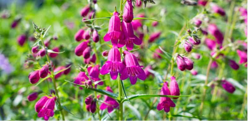 How to grow and care for penstemons - UK Growers Guide | Pyracantha.co.uk