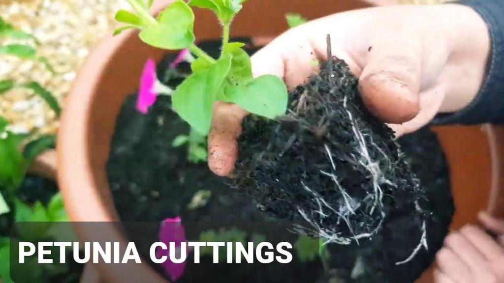 Success growing Petunias from cuttings~How to grow Petunias from cuttings easily and successfully - YouTube