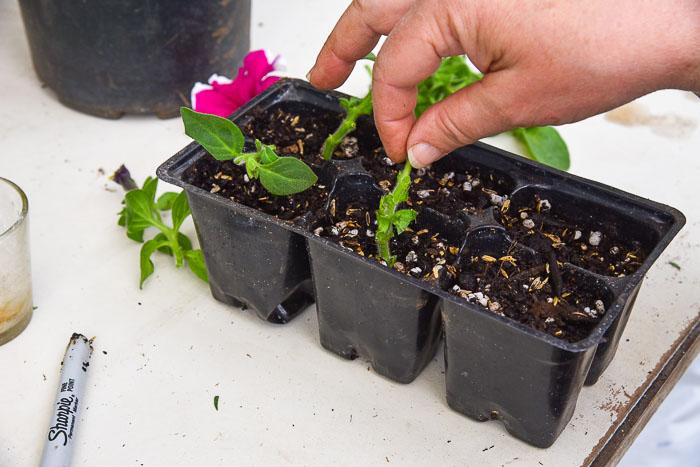 Grow Petunias from Cuttings - Flower Patch Farmhouse