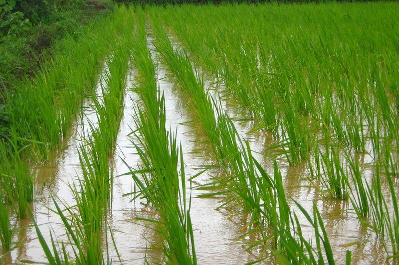 How To Grow Rice Hydroponically Simplified - Krostrade