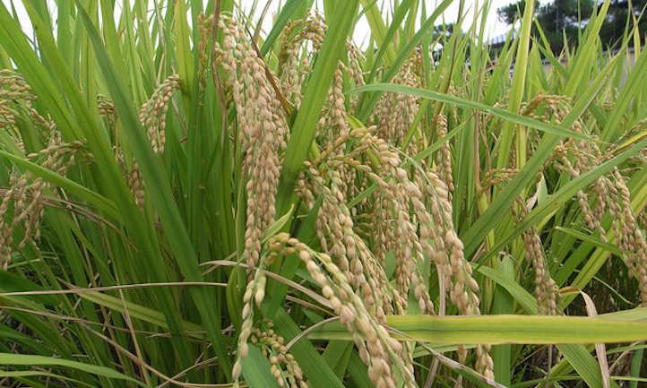 How To Grow Rice For A Sustainable Supply - Epic Gardening