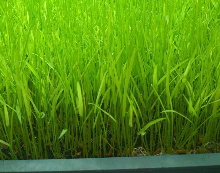 Hydroponics rice paddy nursery: An innovative twist on growing rice in India - Rice Today