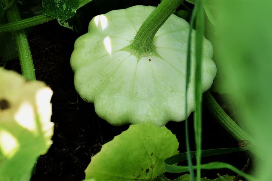 4 Tips: How To Grow Squash In a Small Greenhouse - Krostrade