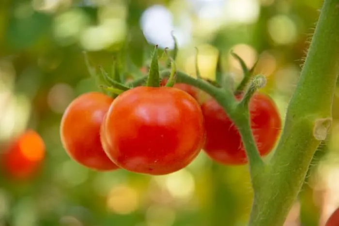 How To Grow Tomatoes: The Complete Guide For the Best Tomatoes - Minneopa Orchards