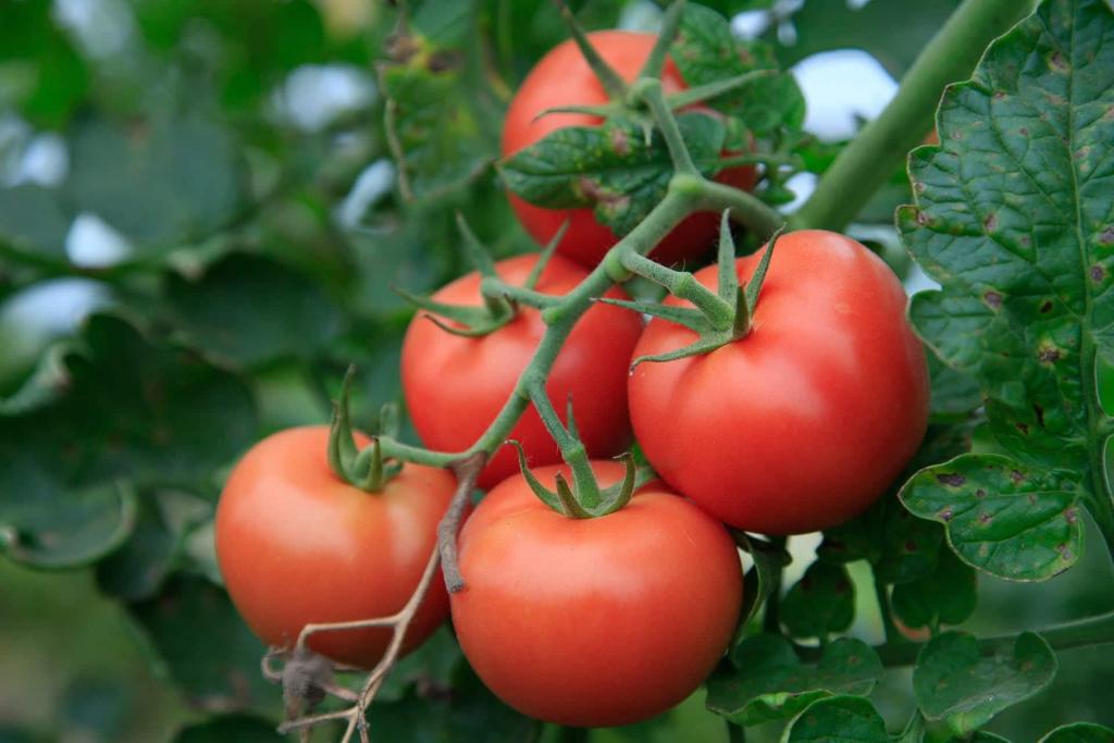 6 Secrets on How to Grow Tomatoes in Colorado - Krostrade