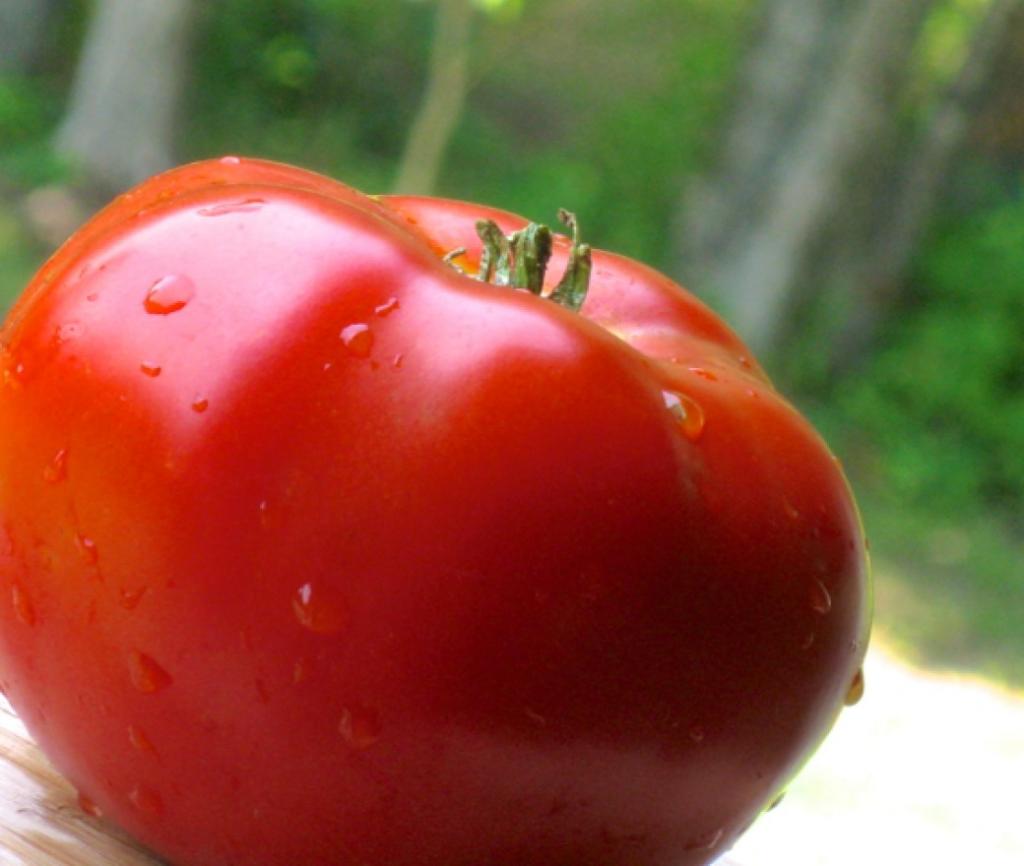 Top Secrets on How to Grow Outstanding Tomatoes