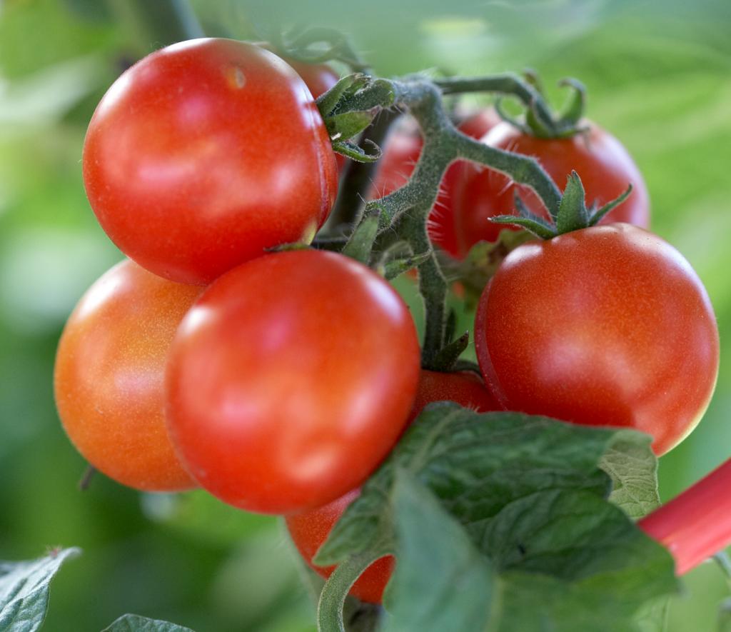 How to Plant and Grow Tomatoes | Better Homes & Gardens