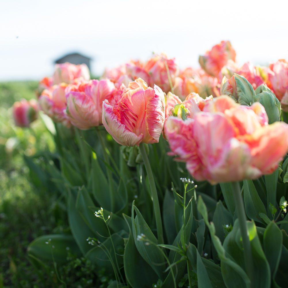 Plant tulips now for beautiful spring blooms - Floret Flowers