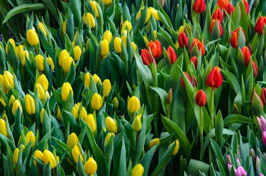 How to Plant Tulips in the Spring
