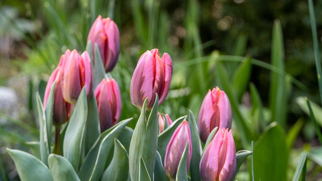 How to store tulip bulbs and save them for next year: easy tips for more  flowers | Gardeningetc