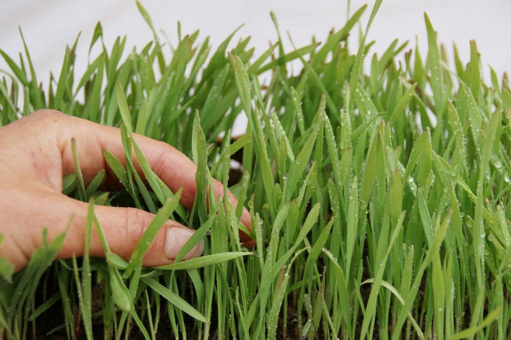 How To Grow Wheatgrass Hydroponically For Success - Krostrade