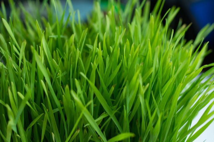 Homegrown Wheatgrass (Indoors, Without Soil): Step-by-step | Cookies &  Curries. A vegetarian food blog!