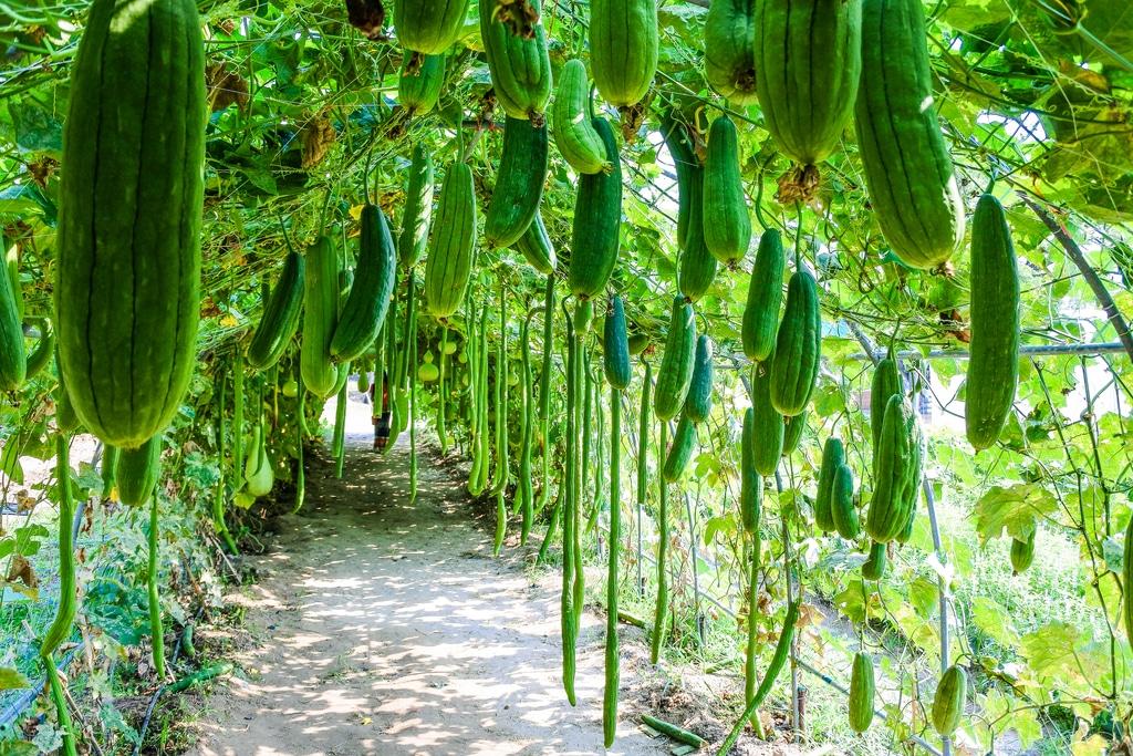How to Grow Zucchinis Vertically in a Small Garden - Krostrade