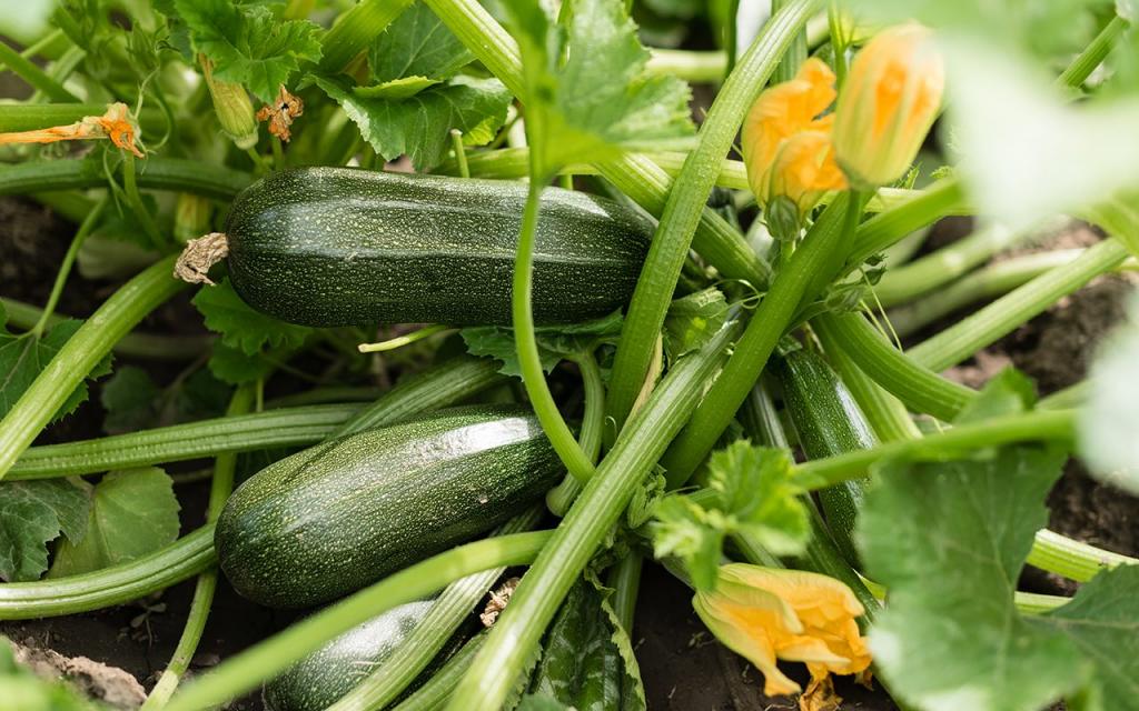 How to Grow Zucchini in Your Backyard Garden