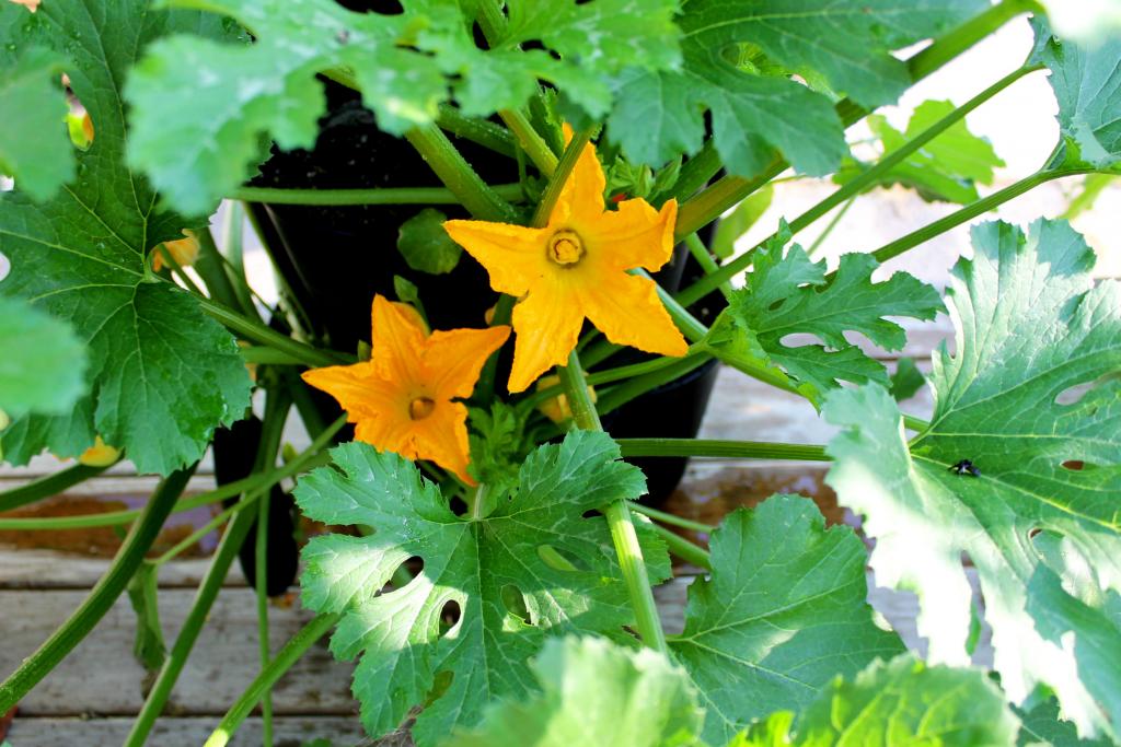 How to Grow Squash and Zucchini Vertically | GreenStalk Vertical Garden