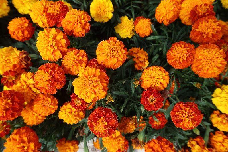 How to Harvest Marigold Flowers and Seeds: Tools And Tips - Krostrade