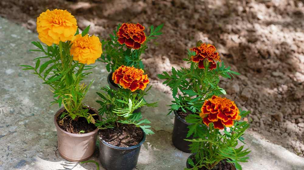 How To Grow Marigold Flowers For Your Summer Flower Garden