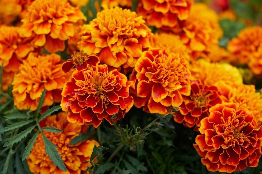 Growing Marigolds – Planting & Caring for Marigold Flowers | Garden Design