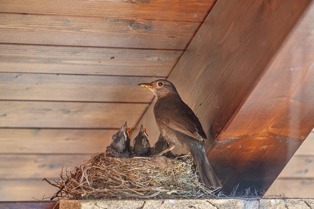How to Keep Birds From Nesting on Porches