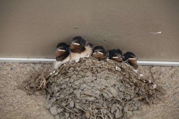 How To Keep Birds From Building Nests Under Carport? Effective Ways