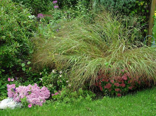 Can anything be done to keep ornamental grasses from flopping? - pennlive.com