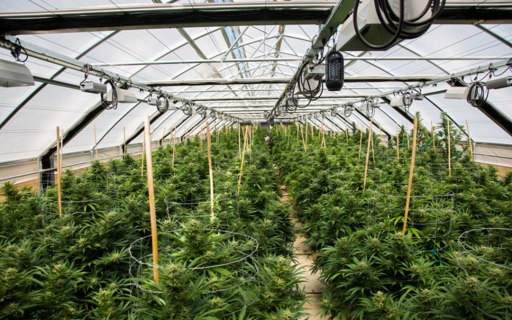 Reduce the Chance of Mold in Your Greenhouse and Indoor Grow - Garden Rebels Wholesale
