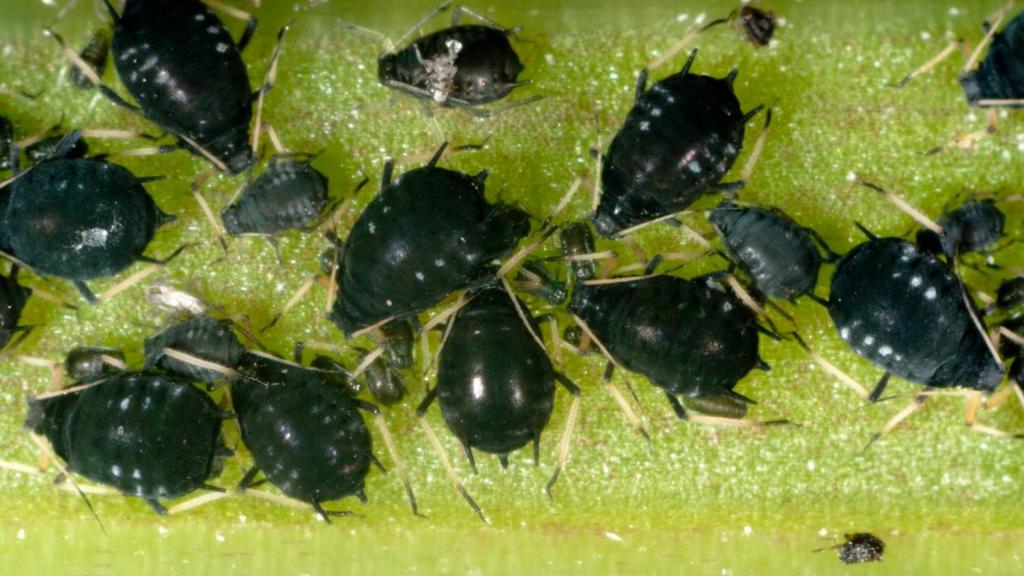 Black bean aphids are not fussy eaters | Ireland | The Times