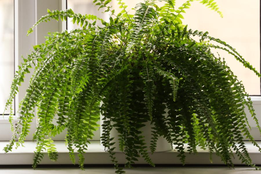 How To Save Your Ferns! Bringing Ferns Indoors For The Winter