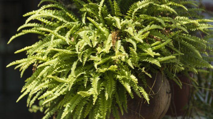 Bringing Ferns Indoors For Winter - How To Save Ferns For Next Year! | Easy plants, Hanging herb garden, Plants