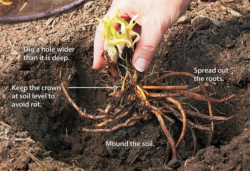 How to plant bare-root perennials | Garden Gate